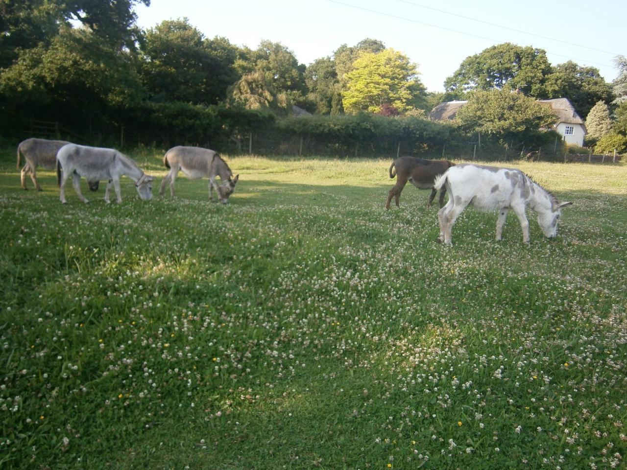 Graceland Farm B&B Brockenhurst Luaran gambar